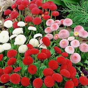 Daisy Pompoms Flowers Blend 0.2g - 300 Seeds - Bellis Perennis Pomponette NON GMO