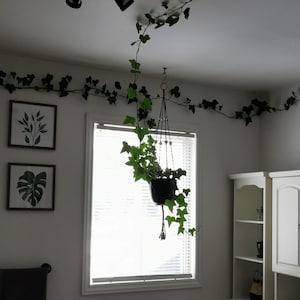 Lierre anglais boutures non enracin¡§?es Hedera helix (lierre)