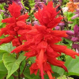 50+  Salvia St John's Fire Flower Seeds- Salvia Splendens scarlet sage- Blaze of Fire---B137