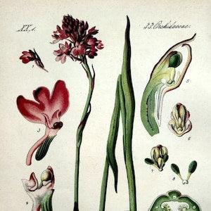 1886 antique color lithograph print of orchids, original vintage botanical flower PLANT engraving, l pyramidal orchi plate.