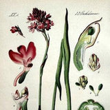 1886 antique color lithograph print of orchids, original vintage botanical flower PLANT engraving, l pyramidal orchi plate.