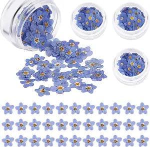 Natural Forget-Me-Not Dried Flowers Don'T Forget Me Dried Flower Real Dried Pres
