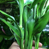 Greenpro Dracaena Sanderiana Green 3 Bundles Lucky Bamboo Freshwater Live Aquarium Plants Background Fish Tank Decoration