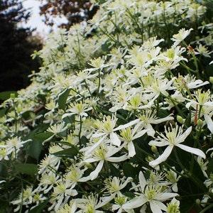 SWEET AUTUMN CLEMATIS Terniflora 3 Seeds