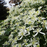 SWEET AUTUMN CLEMATIS Terniflora 3 Seeds