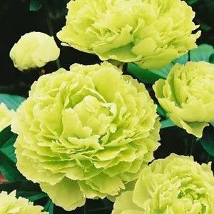 Big Blooming Rare Light Green Peony Seeds Beautiful Home Garden Bonsai Flowers