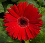 BIN#2R7D6 Gerbera Daisy Seeds Majorette Red Dark Eye 15 Seeds Early Blooming