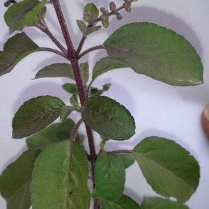SEEDS-Thai or Asian Basil is Wonderful Eaten Raw, Slivered, or in Salads