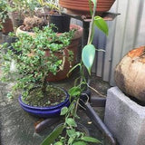 1 vanilla plants from Reunion Island (bourbon vanilla planifolia)