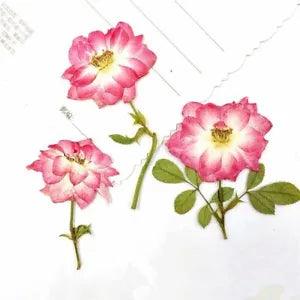 12Pcs Pressed Dried Roses Natural Flower Decor DIY Wedding Crafts Accessories