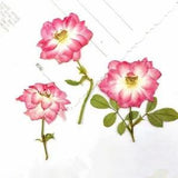 12Pcs Pressed Dried Roses Natural Flower Decor DIY Wedding Crafts Accessories
