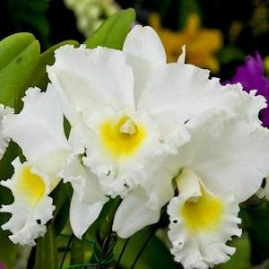 Orchid seedling cattleya~BLC Ong Ty-NGO 'Koko Head' White flower ~live plant