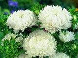 Astra peony Nymph White Seeds flowers Annuals Ukraine 0.25 grams