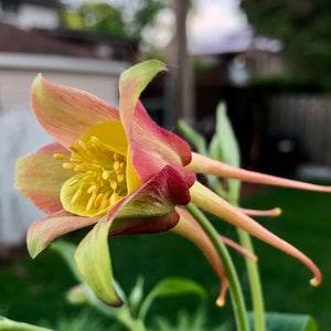 Red Columbine seeds (Aquilegia canadensis) pack 100 seeds