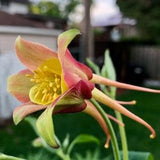 Red Columbine seeds (Aquilegia canadensis) pack 100 seeds