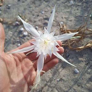 Sea lily - Pancratium maritimum