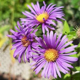 New England Aster seeds