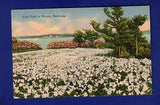 VINTAGE POSTCARD LILY FIELD IN BLOOM FLOWERS BERMUDA