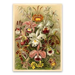 Orchids FlowerIllustration, Vintage Style Ernst Haeckel Scientific Biology Print, Plant Life Art, Floral Wall Decor, NH11