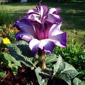N 266 Purple Flowers Seeds 10 Seeds Datura Purple Flower Colorseeds Zaden