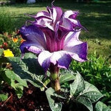 N 266 Purple Flowers Seeds 10 Seeds Datura Purple Flower Colorseeds Zaden