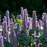 Seed - Flower Seed - Anise Hyssop - Anise Seeds - Hyssop Seed - Hyssop - Native Seeds - Seeds - Garden - Seeds Herb - Seeds and Flowers