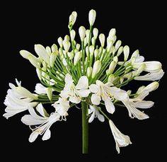 Buy Fresh Agapanthus Flowers - Quality Wholesale Blooms! Flower Delivery