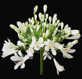 Buy Fresh Agapanthus Flowers - Quality Wholesale Blooms! Flower Delivery