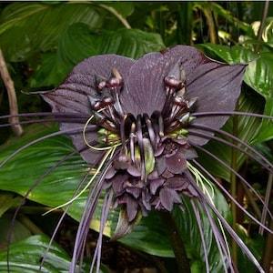 Tacca Chantrieri Seeds - Black Bat Flower - Black Orchid Seeds - Very Fresh Seeds