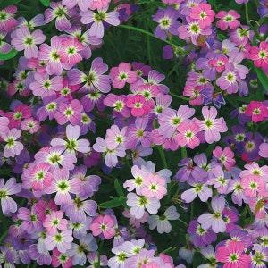 100+ Pcs Stocks Night  Flower Mix Seeds-Scented Mathiola Bicornis seeds- /  (FL315)