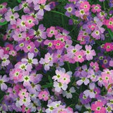 100+ Pcs Stocks Night  Flower Mix Seeds-Scented Mathiola Bicornis seeds- /  (FL315)