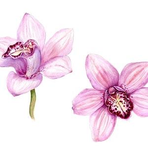 Watercolor Pink Phalaenopsis Orchids, Flower - ORIGINAL ART, Painting, Home decor, Handmade Botanical Painting, Original art, Realistic art