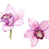 Watercolor Pink Phalaenopsis Orchids, Flower - ORIGINAL ART, Painting, Home decor, Handmade Botanical Painting, Original art, Realistic art