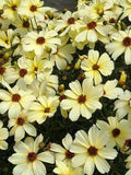 Coreopsis Buttermilk | Bluestone Perennials Flower Delivery