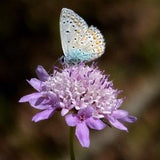 Sweet Dwarf Pincushion Scabiosa Flower Seeds - Columbaria BUTTERFLY BLUE NOTE Cut Flower Garden / Perennial Garden Wildflower Bouquet Filler