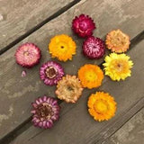 Dry Straw Chrysanthemum Head - DIY Dried Daisy Natural Sunflower Home Decoration