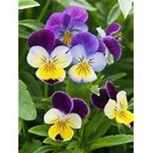 200 Johnny Jump up Viola Seeds Edible Pansy Posey Cut Flower Bouquet Dizzy Bees Urban Garden