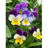 200 Johnny Jump up Viola Seeds Edible Pansy Posey Cut Flower Bouquet Dizzy Bees Urban Garden