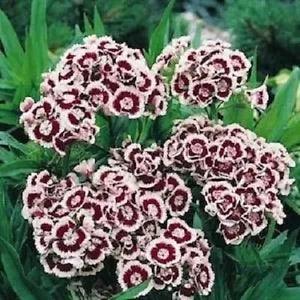 40+ Holborn Dianthus Miniture Carnation / Flower Seeds