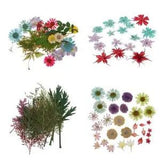 Variant Pressed Flowers Used for Stamping on Paper