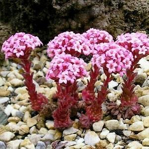 Unique Sedum Pilosum Hardy Pink Flowers 5 Rare Seeds