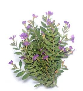 Pressed Flowers Small Purple with Leafs Resin Card Making Materials Floral DIY