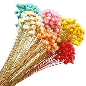 300 Stems Dried Flowers Brazilian Small Star Daisy Decorative Dried Flowers