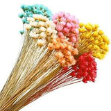 300 Stems Dried Flowers Brazilian Small Star Daisy Decorative Dried Flowers