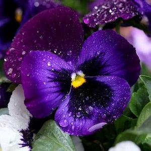 Heirloom Swiss Giant Pansies - Viola Wittrockiana - Edible Flowers -  50 Pansy Seeds