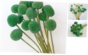 20Stems Billy Ball Flower Craspedia globosa Benth Australian drumstick