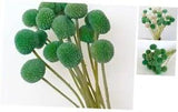 20Stems Billy Ball Flower Craspedia globosa Benth Australian drumstick