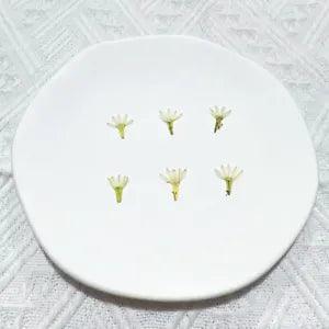 M&T 2007 12PCS real Pressed dry flowers, Floral supply for art craft FSS37