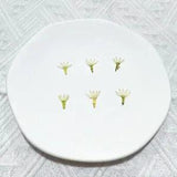 M&T 2007 12PCS real Pressed dry flowers, Floral supply for art craft FSS37