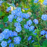 Perennial Flax Blue Flowers 1g - 100 Seeds Linum Perenne NON GMO